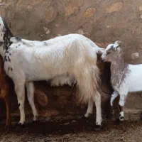 فروش دو تا بز یک کهری|حیوانات مزرعه|رویدر, |دیوار