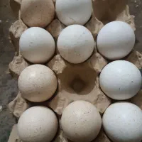 تخم بوقلمون  بانطفه دهی۹۰درصدبه بالا