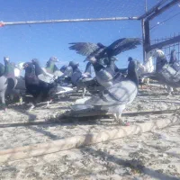 فروش حدود ۶۵ کبوتر درتربت حیدریه المانی