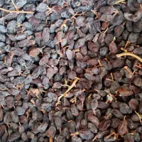 فروش کشمش وافتابی بوانات فروش بالای 100 کیلو|خوردنی و آشامیدنی|خرم بید, |دیوار