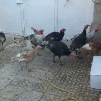 بوقلمون|حیوانات مزرعه|چرداول, |دیوار