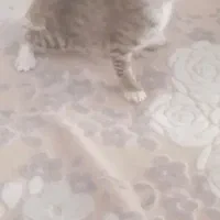 گربه
