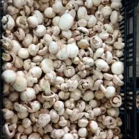 قارچ درجه یک و درجه 2|عمده‌فروشی|اراک, |دیوار