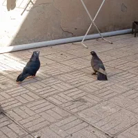 کبوتر