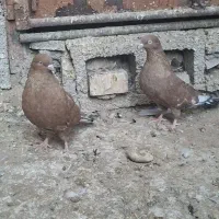 جفت تاپ|پرنده|امیدیه, |دیوار