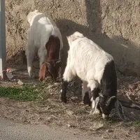 بز الپاین ۲قلو شیرا و۲عدد بزغاله بزرگ