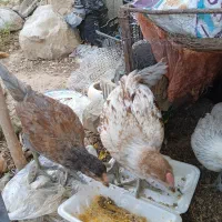 فروش یک جفت جوجه لاری ۳ ماهه و گلین ۴/۵ ماهه اصل|حیوانات مزرعه|داراب, |دیوار