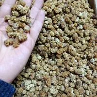 خشکبار درجه یک واعلا غرب کشور