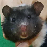 همستر|حیوانات مزرعه|ملایر, |دیوار