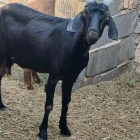 بزجوان،ودقلوزا