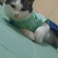 فروش گربه