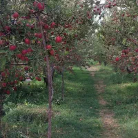 فروش سیب به صورت سردرختی