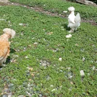 جوجه لهستانی و سلطان