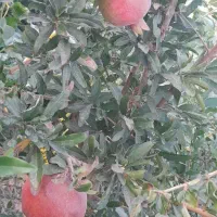 زمین کشاورزی در صحرای مزرعه نو