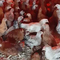 خروس پنج ماهه