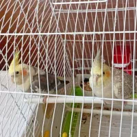 عروس هلندی|پرنده|تهران, صادقیه|دیوار