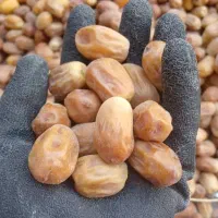 مقدار سه تن قصب درجه یک|عمده‌فروشی|ارم, |دیوار