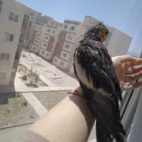 گم‌شده  عروس هلندی|حیوانات|گلبهار, شهر جدید گلبهار|دیوار