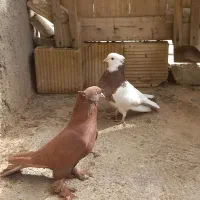 کبوتر رنگی|حیوانات|قم, سرحوض|دیوار