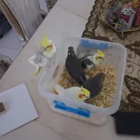 جوجه عروس هلندی