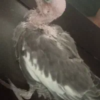 عروس هلندی جوجه نر تخم اول