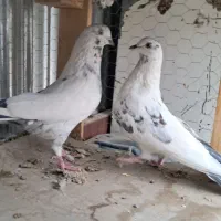 کبوترپرشی|پرنده|اصفهان, ارغوانیه|دیوار