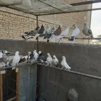 کبوتر شازده|پرنده|شهریار, شهرک مصطفی خمینی|دیوار