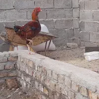 خروس و جوجه خروس|حیوانات مزرعه|زابل, |دیوار