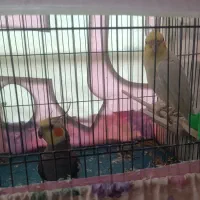 عروس هلندی جفت