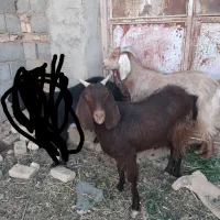 گوسفند بز فروش|حیوانات مزرعه|بیرجند, |دیوار