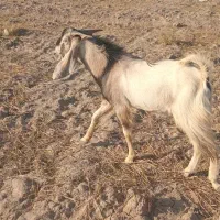 نری دوسال به بالا