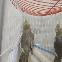 عروس هلندی|پرنده|رشت, پسیخان|دیوار