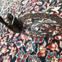 ترمز دیسکی جلو دوچرخه|دوچرخه، اسکیت، اسکوتر|اصفهان, شهرک کاوه|دیوار