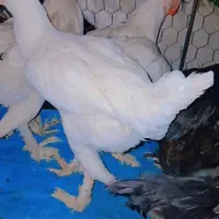 مرغ پاپر دیلگونی