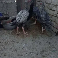 مرغ لاری|حیوانات مزرعه|سراوان, |دیوار