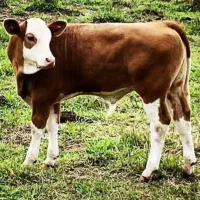 ۶۰تا۳۷۰کیلوهرچند گوساله خاستین درخدمتم