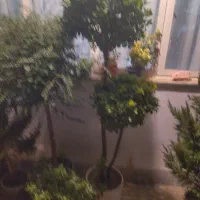 انواع کاج و شمشاد گلهای اپارتمانی|گل و گیاه طبیعی|کرج, فاز ۳ مهرشهر|دیوار