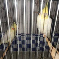 جفت عروس پاریس لوتینو ۳میلیون|پرنده|اهواز, بعثت|دیوار