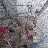 فنچ|پرنده|ری, شهید غیوری (ابن باویه)|دیوار