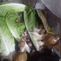 حلزون فروشی|لوازم جانبی حیوانات|بم, |دیوار