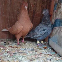 نرماده سرور و زرد دم سفید|پرنده|شیراز, تندگویان|دیوار