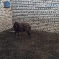 بره ماده پای قوچ|حیوانات مزرعه|خمین, |دیوار