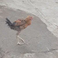 چنتا جوجه خروس لاری