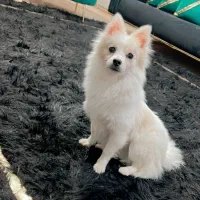 پامر اشپیتز