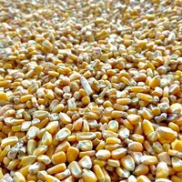 ذرت برزیلی دامی درجه یک|عمده‌فروشی|زرقان, |دیوار