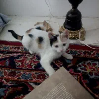 بچه گربه گمشده