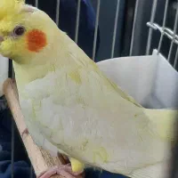 عروس هلندی میخوام