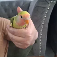 طوطی