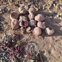 چغندر دامی چغندر گوسفندی و قندی|حیوانات مزرعه|ساروق, |دیوار