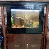 آکواریوم ماهی آب شیرین